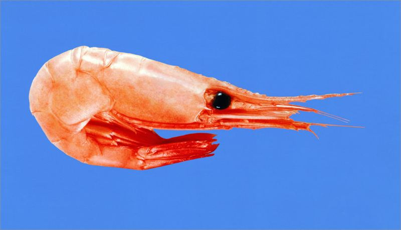 813938b60f950a7e_800x800ar